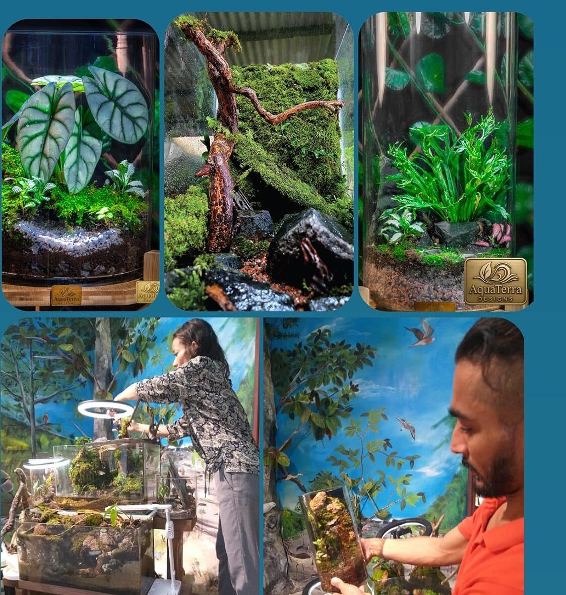 Four planted glass installations from the AquaTerra collection, ranging from a mossy forest scene to a semi-aquatic paludarium.