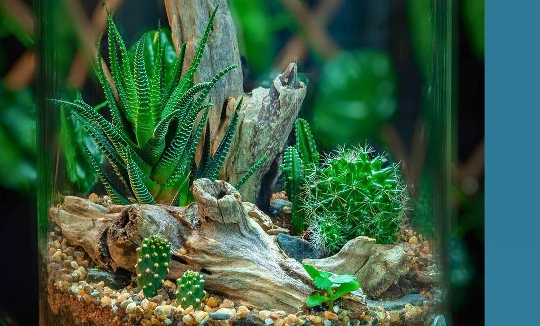 A wide bowl-shaped glass ecosystem planted with mosses and grasses over a driftwood centrepiece.
