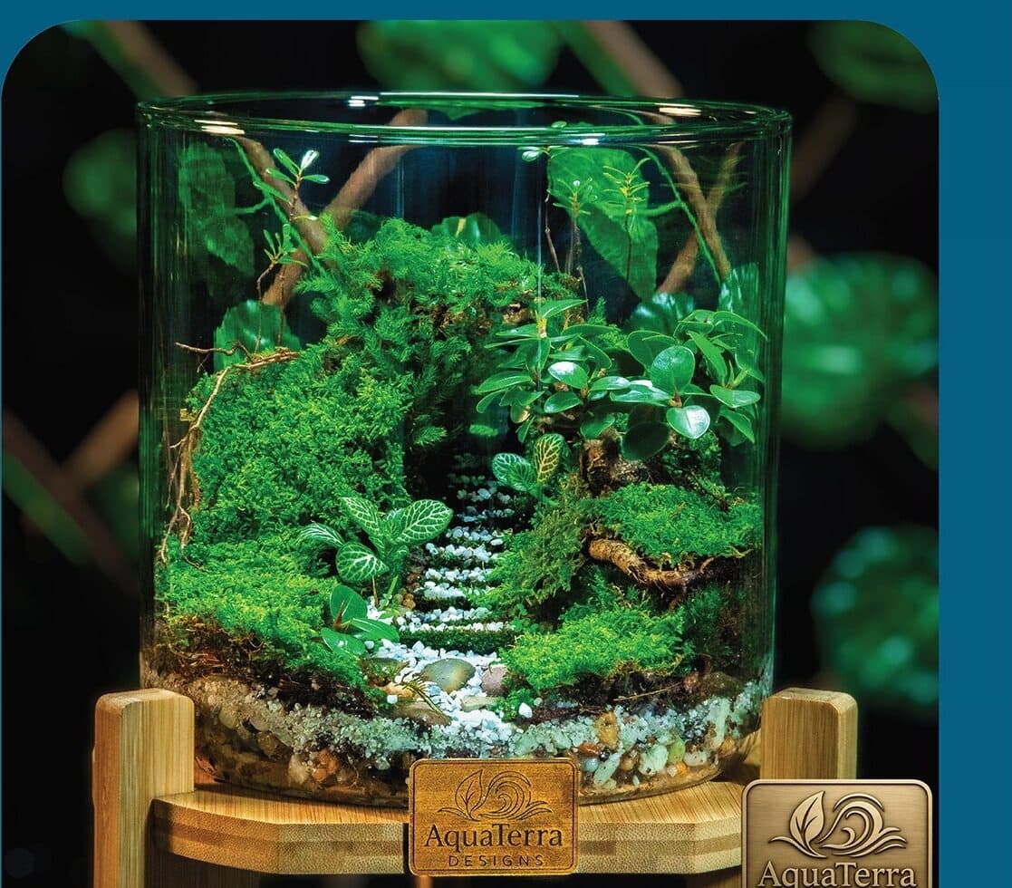 A tall cylindrical glass terrarium holding a dense miniature rainforest of mosses and ferns, lit from above on a wooden plinth.